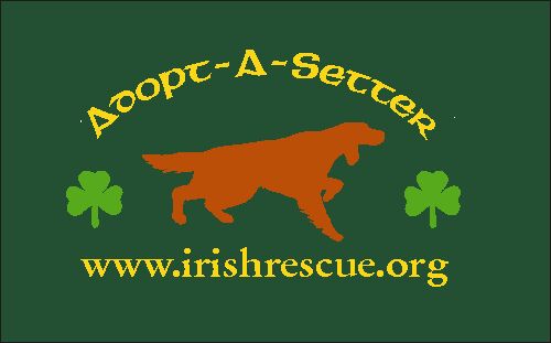irish setters for adoption